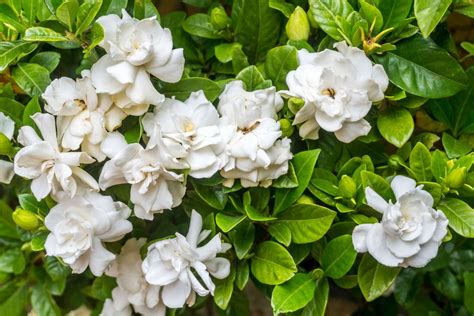 where do gardenias grow best.